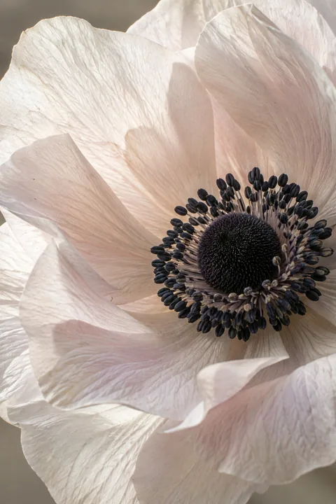 Anemone Close-Up