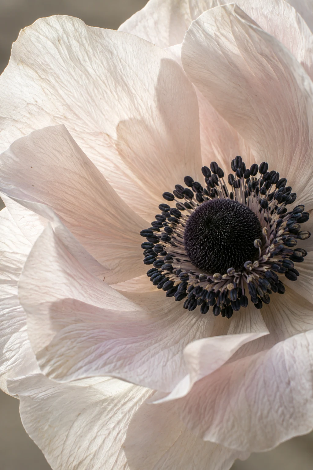 Nearly translucent anemone petals surround a richly detailed dark centre in a close floral study.