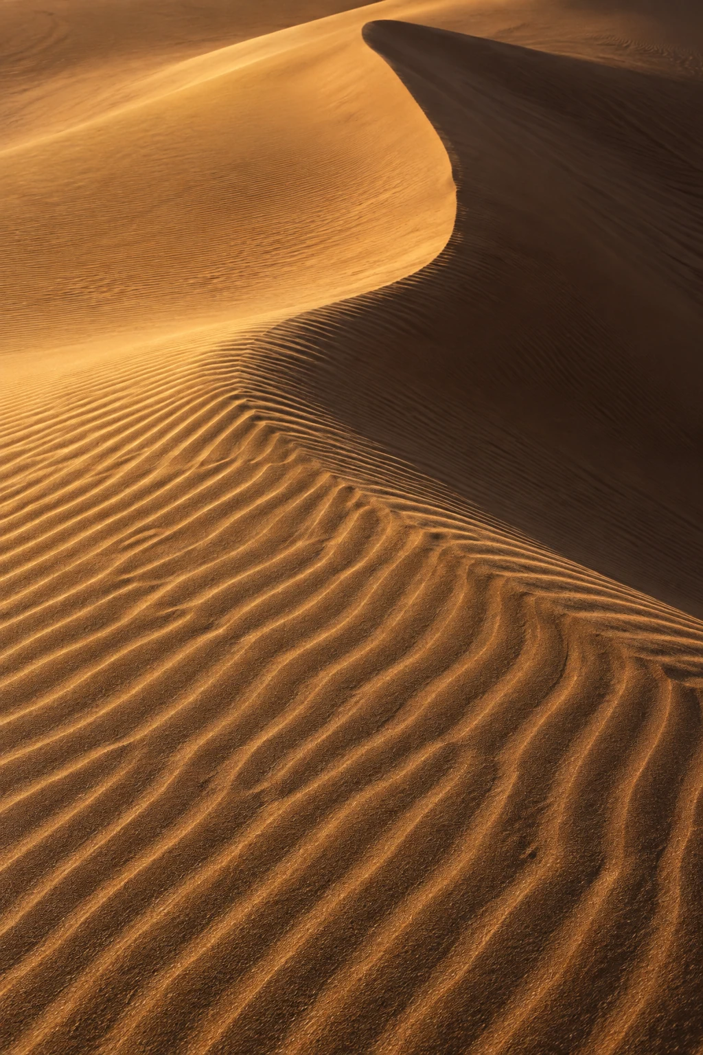 Wind-shaped sand ridges alternate between amber light and deep brown shadow.