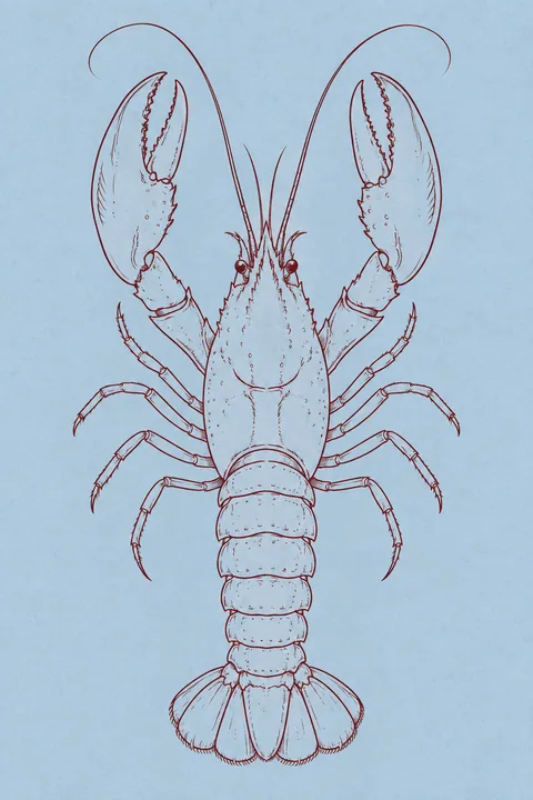 Lobster Lines