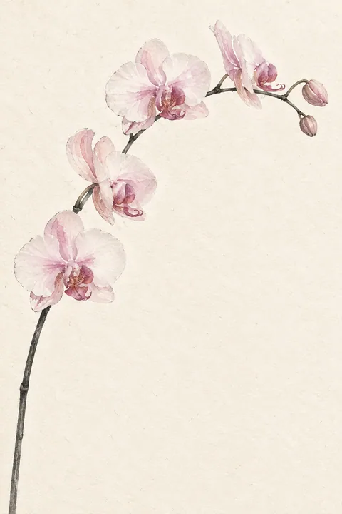 Orchid Arc